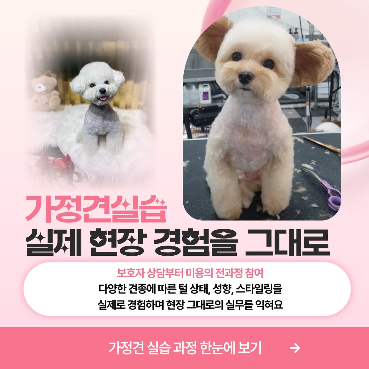 가정견실습 - 실제 현장 경험을 그대로