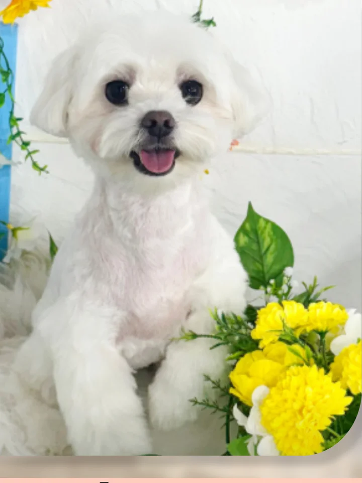 반월당애견미용학원 실습 현장