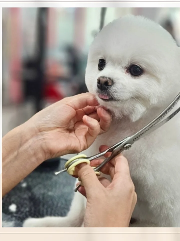 부천상동애견미용학원 실습 현장