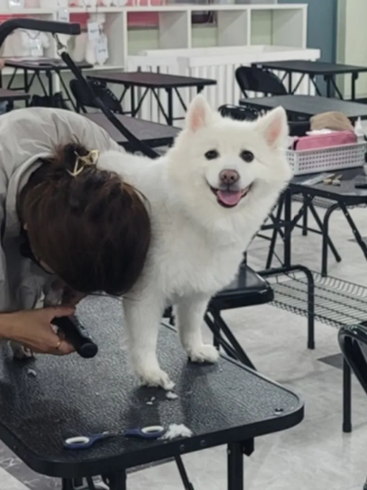 대구애견미용학원 실습 현장