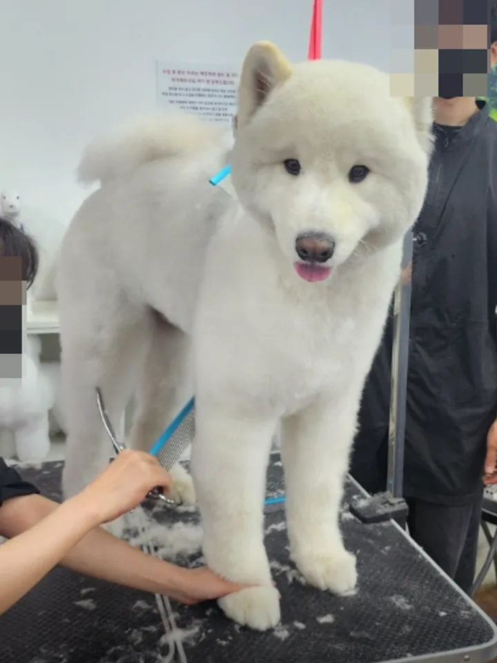 종로애견미용학원 실습 현장