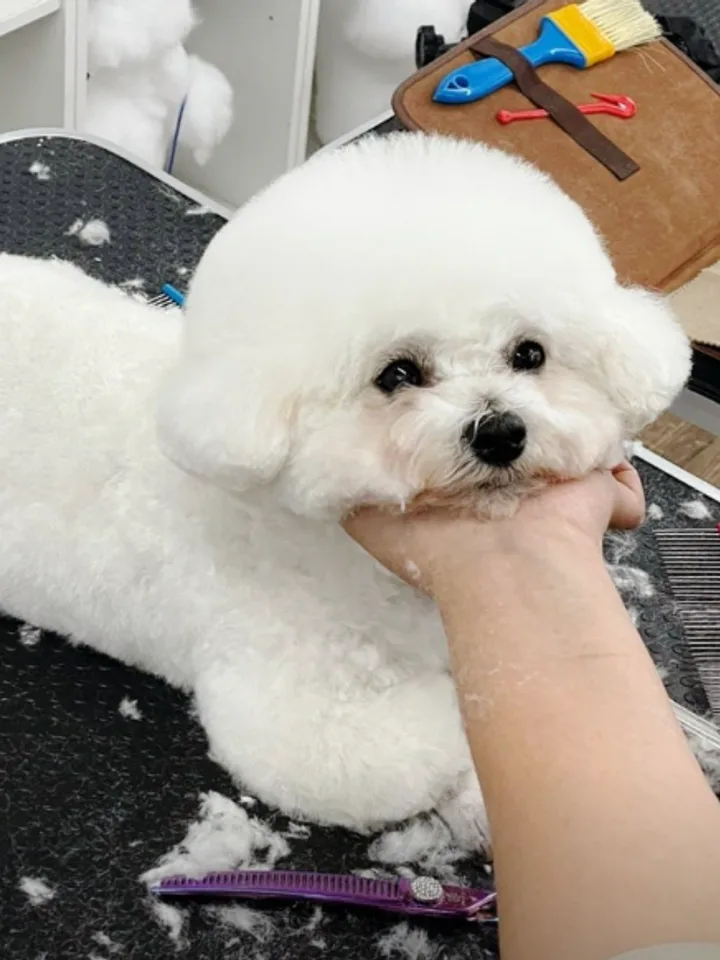 노원애견미용학원 실습 현장