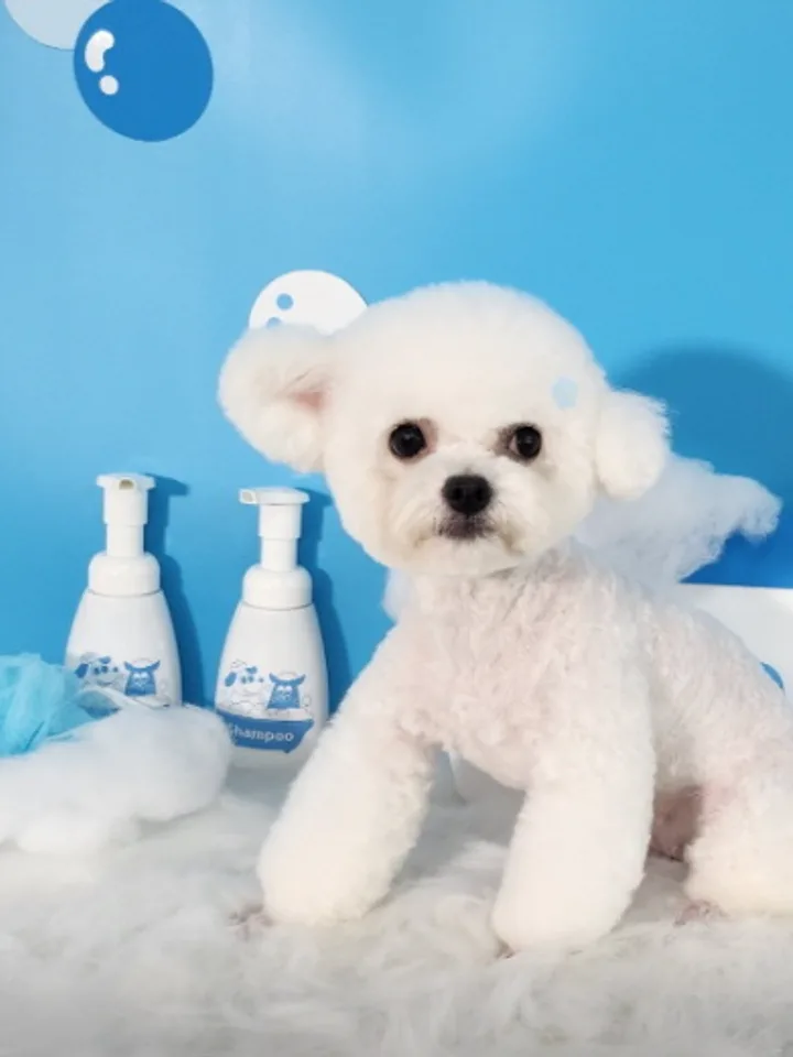 분당애견미용학원 실습 현장
