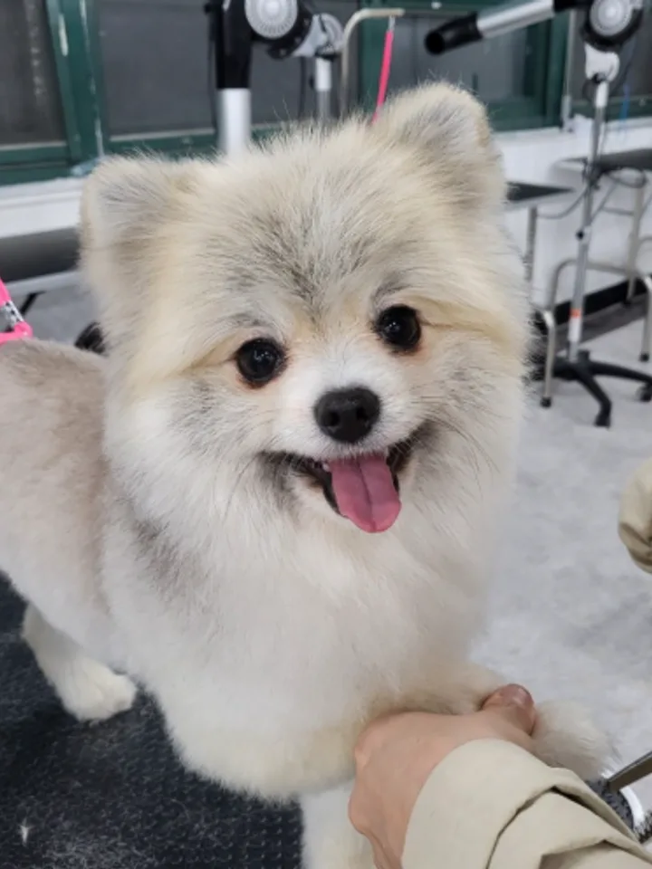 일산애견미용학원 실습 현장