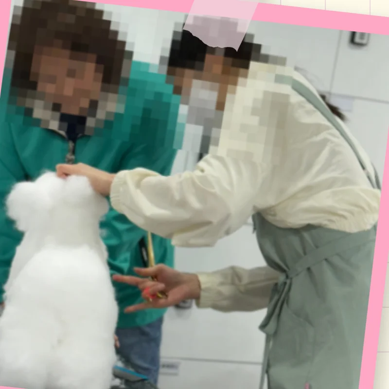 수원애견미용학원 실습 현장