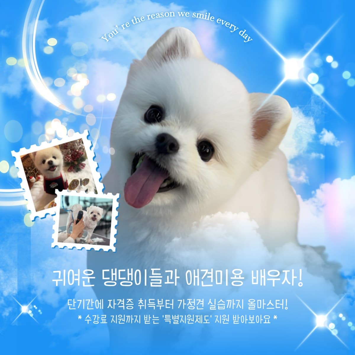 귀여운 댕댕이들과 애견미용 배우자! 단기간에 자격증 취득부터 가정견 실습까지 올마스터, 수강료 지원까지 받는 특별지원제도
