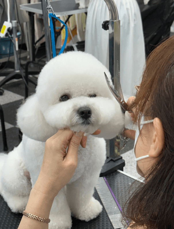 수강생이 강아지 얼굴 미용을 실습하는 현장 사진
