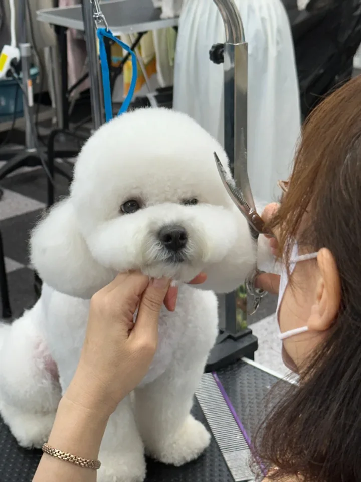 대전애견미용학원 실습 현장