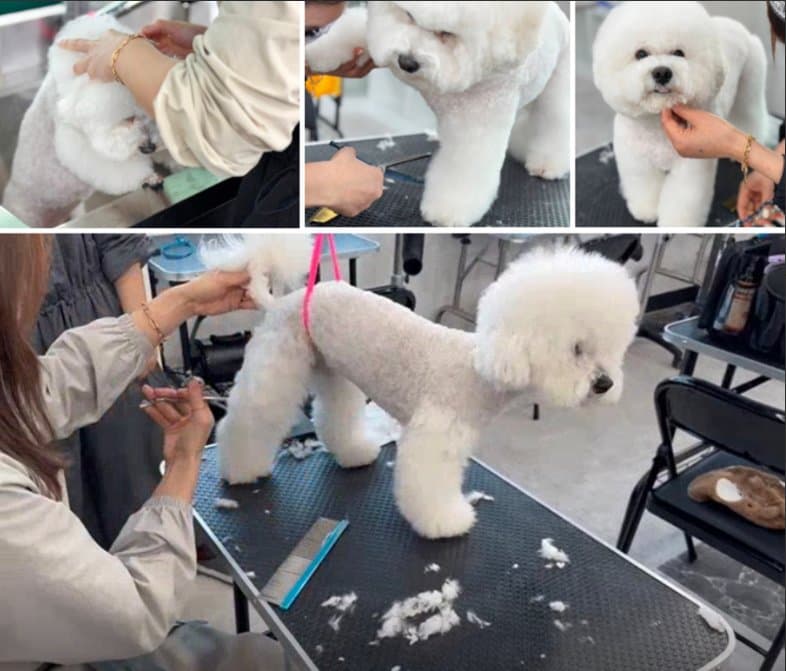 비숑프리제 클리핑 실습 과정