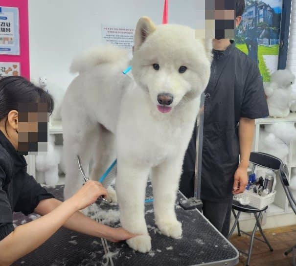진돗개(백구) 가위컷 실습 현장