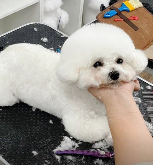 비숑프리제 얼굴 커트 마무리 실습